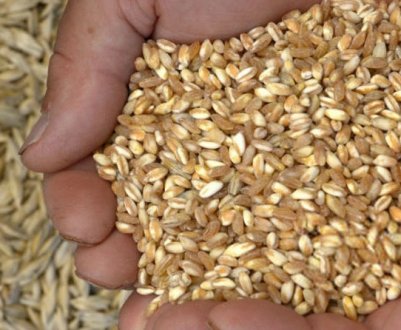 Оприлюднили основні причини зменшення імпорту насіння в Україну