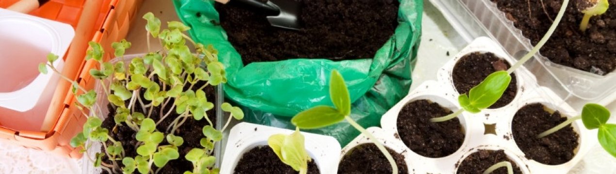 Зробите лише гірше! Які 5 компонентів ні в коєму разі не варто додавати в ґрунт для розсади?