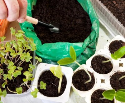 Зробите лише гірше! Які 5 компонентів ні в коєму разі не варто додавати в ґрунт для розсади?