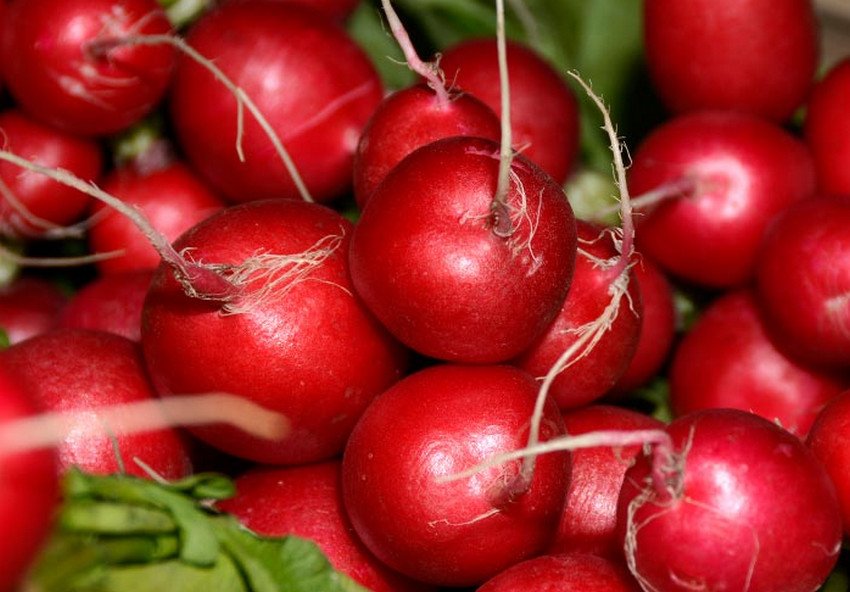 Редис сорту 16 днів