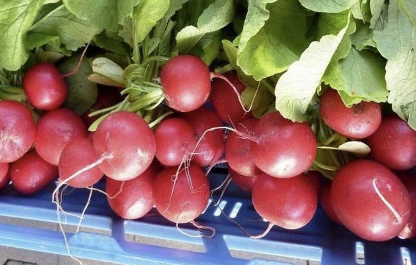 Редис Рондар F1