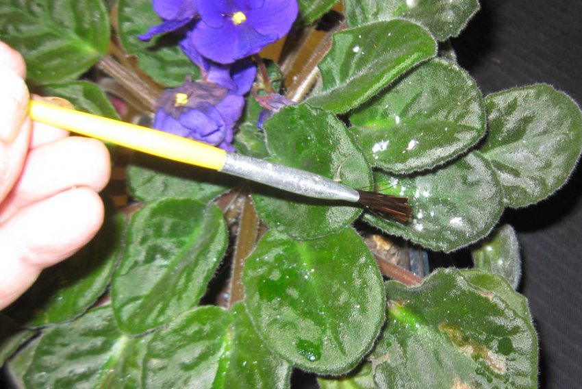 Борошниста роса Борошниста роса