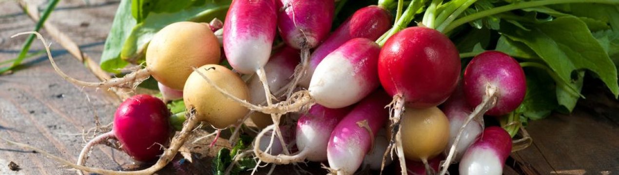 Хрускучий редис ранньої весни. Які сорти посадити, щоб отримати швидкий урожай?