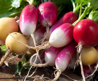 Хрускучий редис ранньої весни. Які сорти посадити, щоб отримати швидкий урожай?