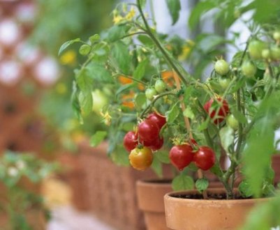 Балконне диво: топ-5 сортів томатів для вирощування в квартирі