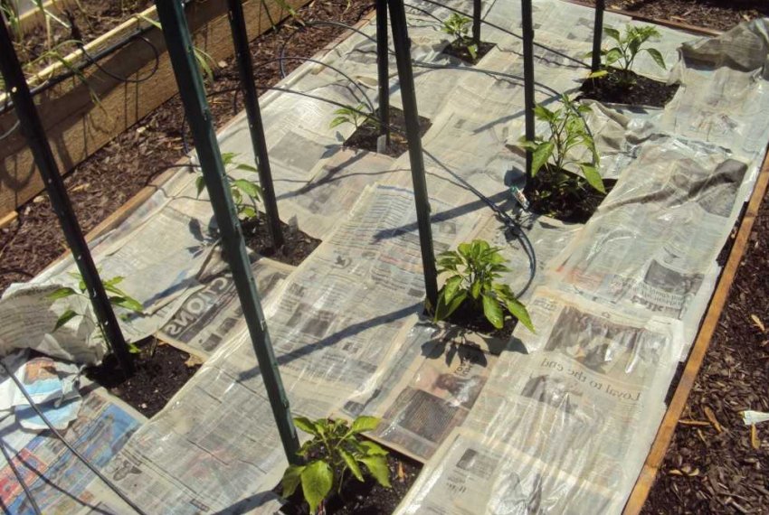 Макулатура для мульчування Макулатура для мульчування