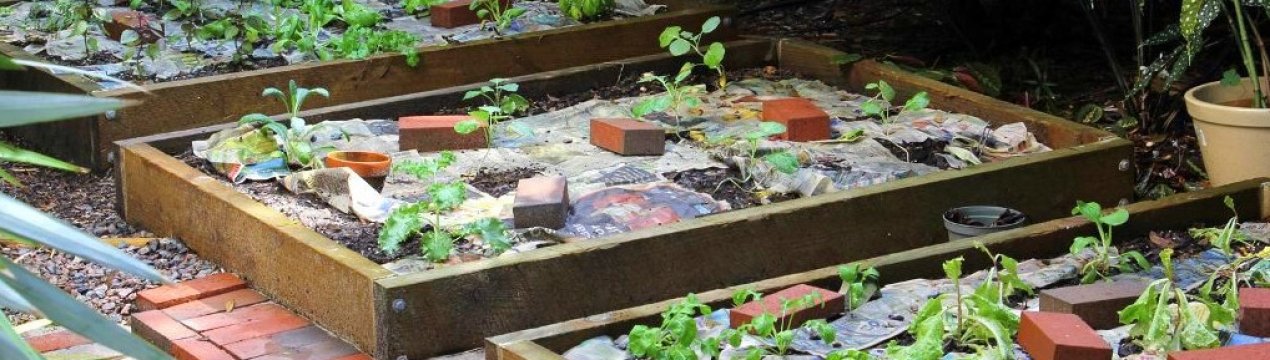 Куди діти непотрібну макулатуру? Застосовую в огороді без шкоди для врожаю