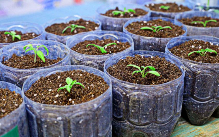 Розсада баклажанів