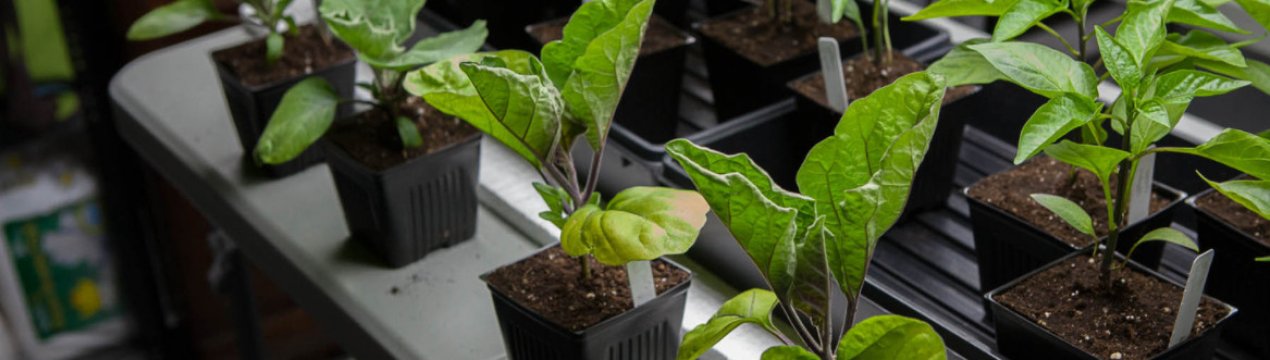 Головне — не пропустити: яку розсаду садимо в березні