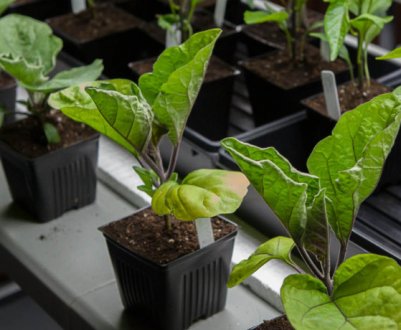 Головне — не пропустити: яку розсаду садимо в березні