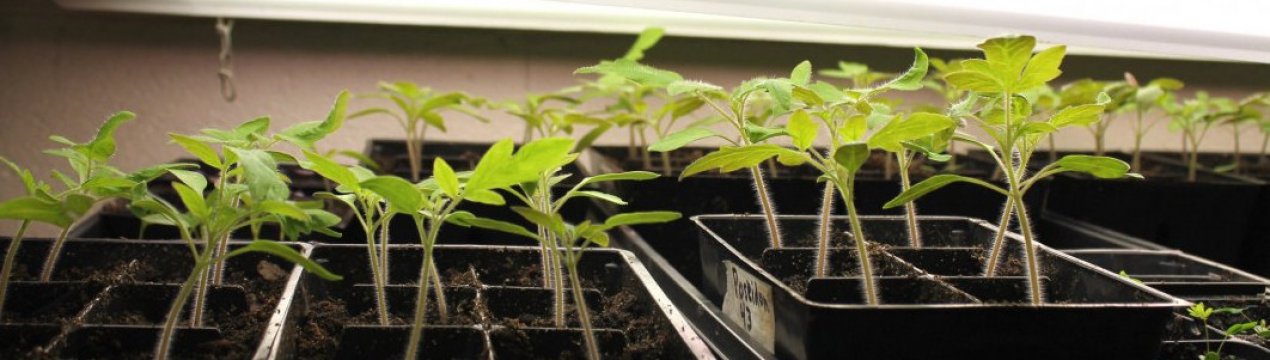 Світло усьому голова: як правильно підсвічувати розсаду