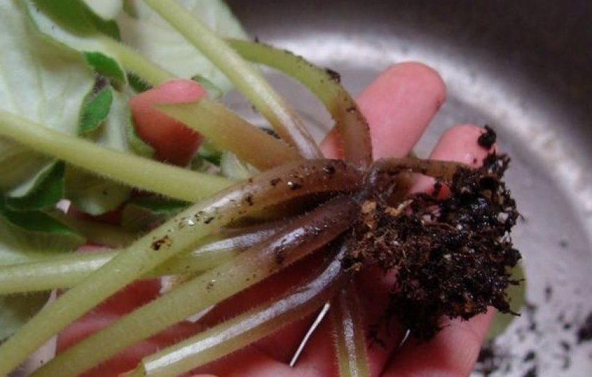 Фузаріоз Фузаріоз