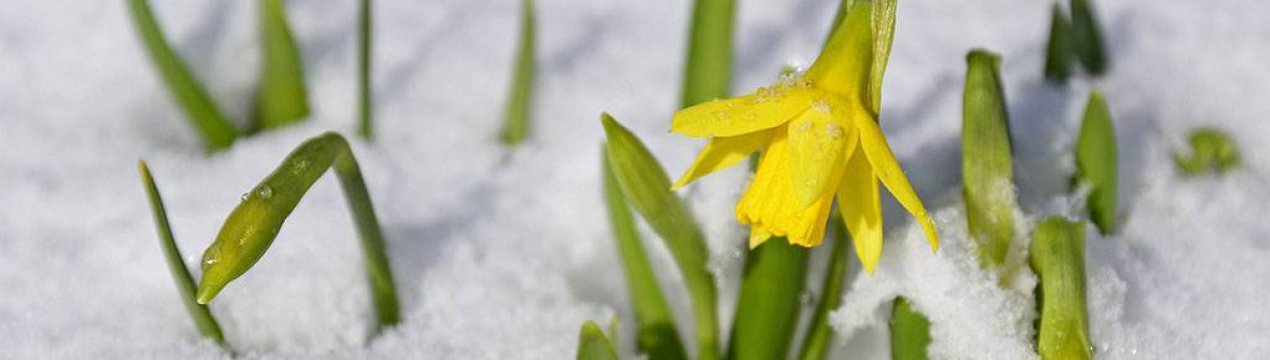 Не поспішайте пахати: що потрібно робити з городом у березні