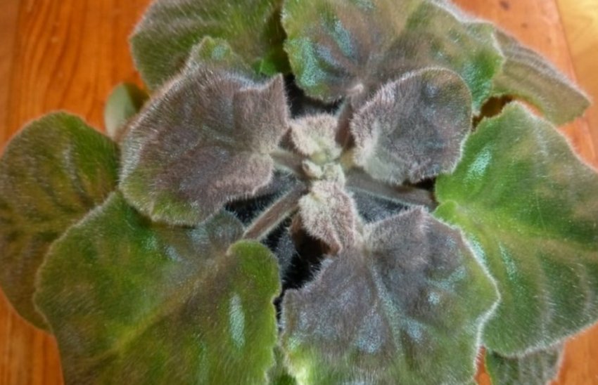 Сіра гниль Сіра гниль