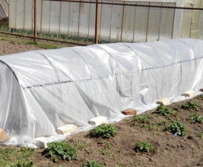 Ростимо розсаду на вулиці: готуємо парник під розсаду