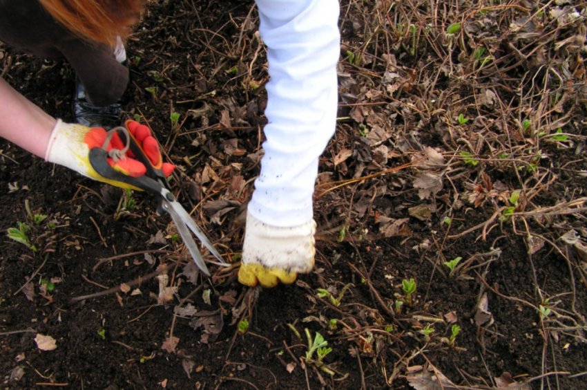 Підстригання полуниці навесні Підстригання полуниці навесні