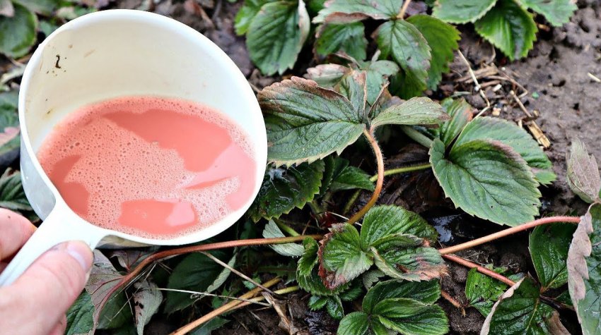 Обробка полуниці Обробка полуниці