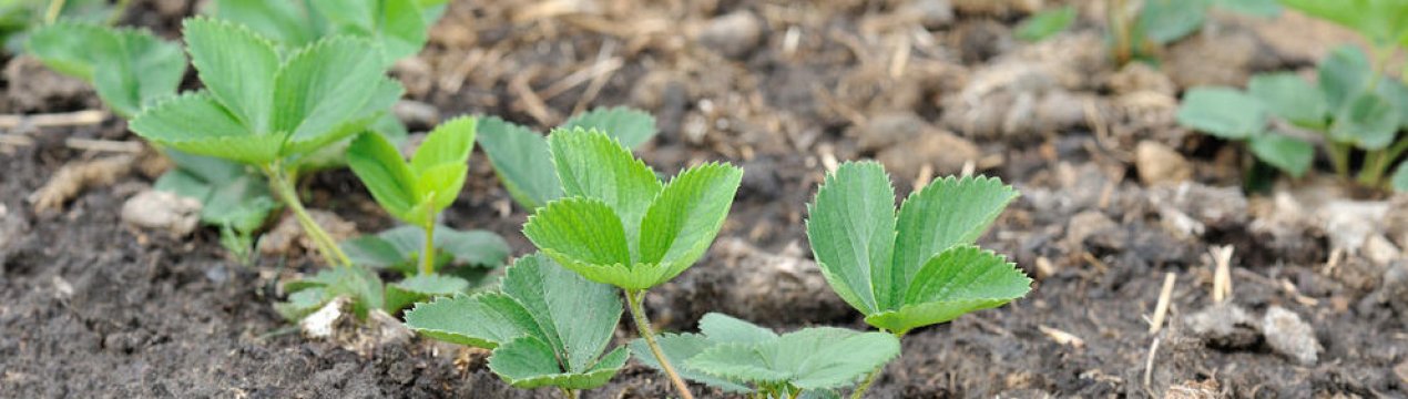 4 прості дії, які потрібно зробити з полуницею навесні. Підготуймось до хорошого врожаю заздалегідь!