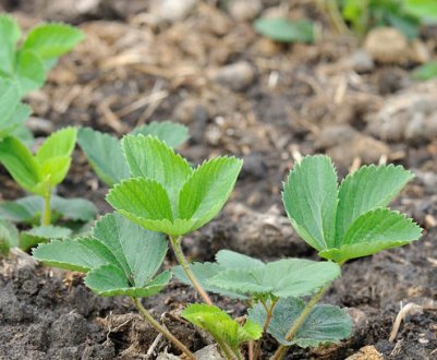 4 прості дії, які потрібно зробити з полуницею навесні. Підготуймось до хорошого врожаю заздалегідь!