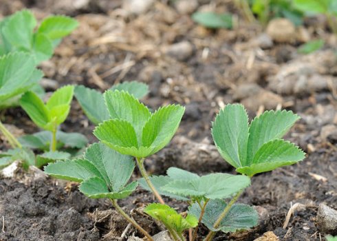 4 прості дії, які потрібно зробити з полуницею навесні. Підготуймось до хорошого врожаю заздалегідь!