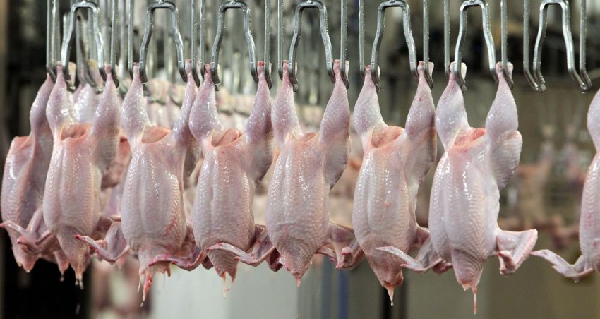 Курятина українського виробництва Курятина українського виробництва