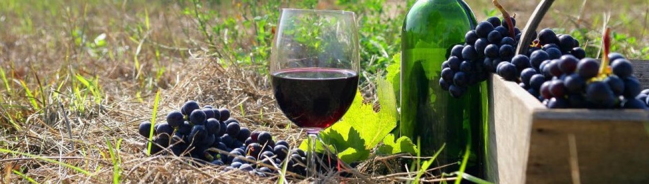 Українське вино з'явиться і в Африці