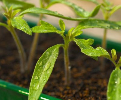 7 помилок при посіві томатів, які не можна допускати