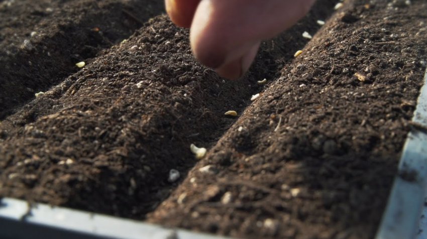 Посів помідорів Посів помідорів