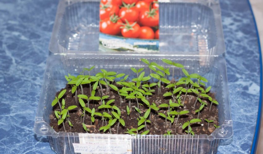 Висходи помідорів Висходи помідорів