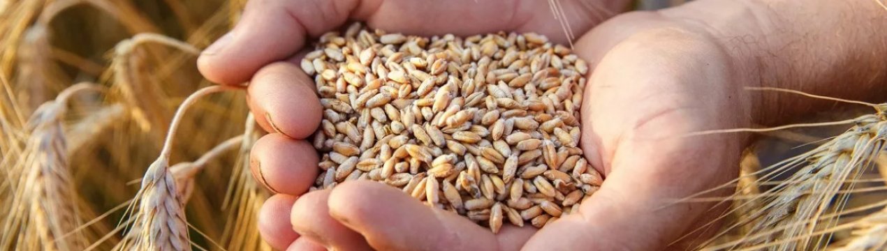 Україна вже експортувала за кордон 34 млн. тонн зернових культур