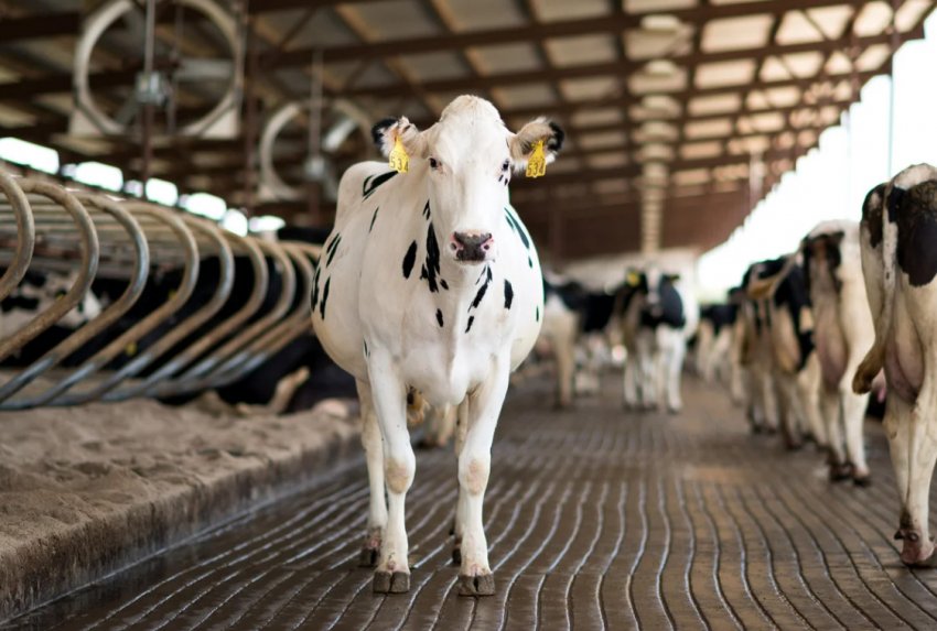 Поголів'я корів в Україні Поголів'я корів в Україні