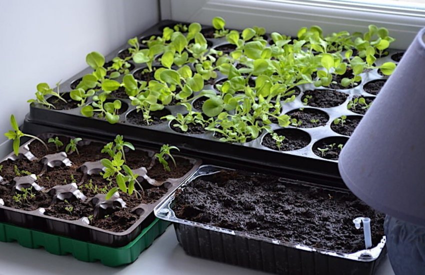 Вирощування розсади