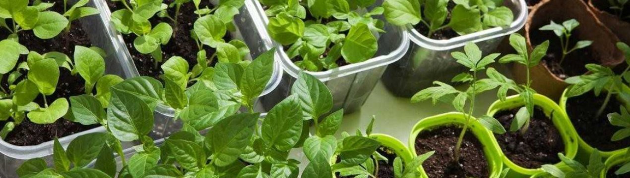 Безкоштовний спосіб зміцнити розсаду. Стимулюємо ріст і згущуємо стебло