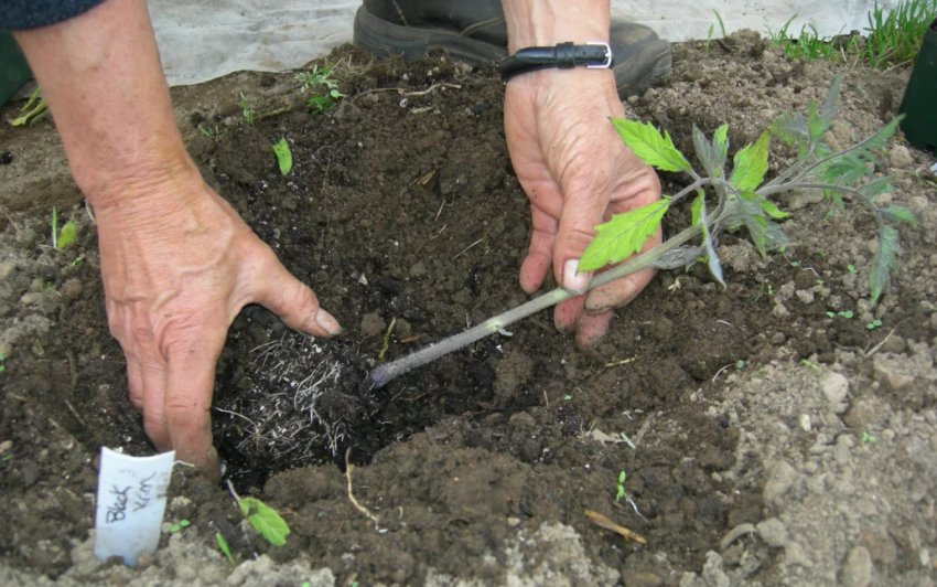 Вирощування помідорів за методом Маслова Вирощування помідорів за методом Маслова
