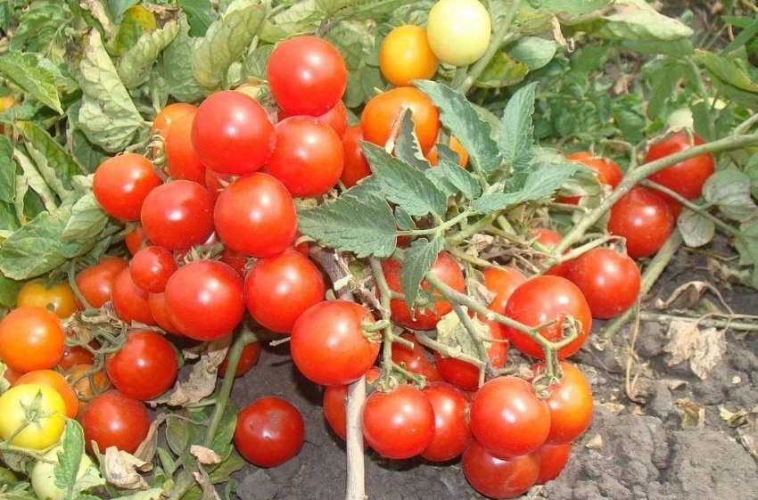 Вирощування помідорів за Маслову Вирощування помідорів за Маслову