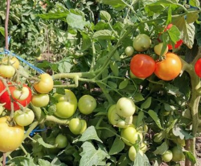 Розсади менше, а врожай більше! Як виростити помідори за методом Маслова?