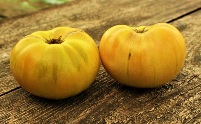 Помідор Basinga Bi-Color