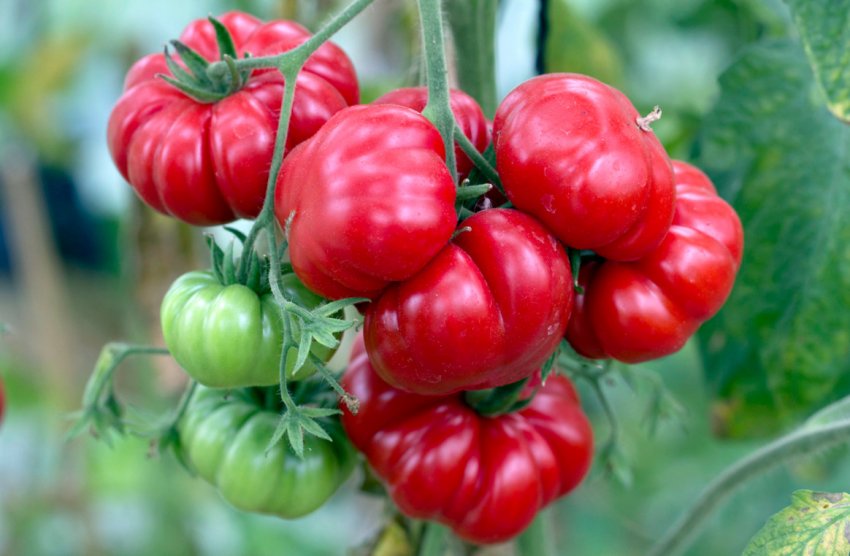 Помідори Costoluto Genovese