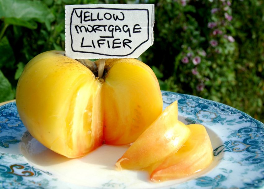 Mortage Lifter Yellow