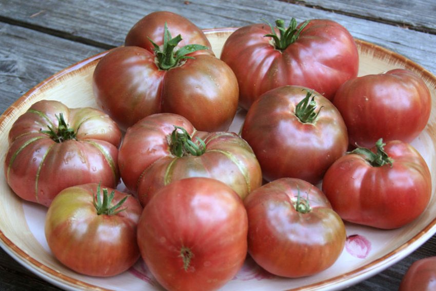 Помідори Cherokee Purple