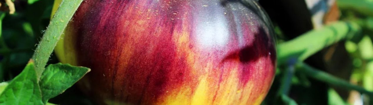 Червоні або жовті? Більше не потрібно вибирати. ТОП-5 сортів двокольорових помідорів