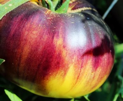 Червоні або жовті? Більше не потрібно вибирати. ТОП-5 сортів двокольорових помідорів