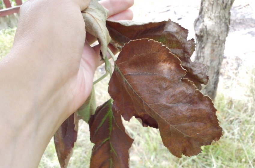 Прошлорічні листя на яблуні Прошлорічні листя на яблуні