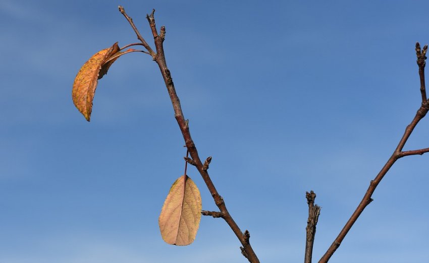 Старе листя на яблуні Старе листя на яблуні
