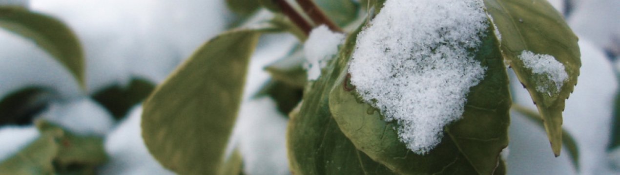 Після зими на яблунях залишилися минулорічні листки. Зачому від них позбавлятися?