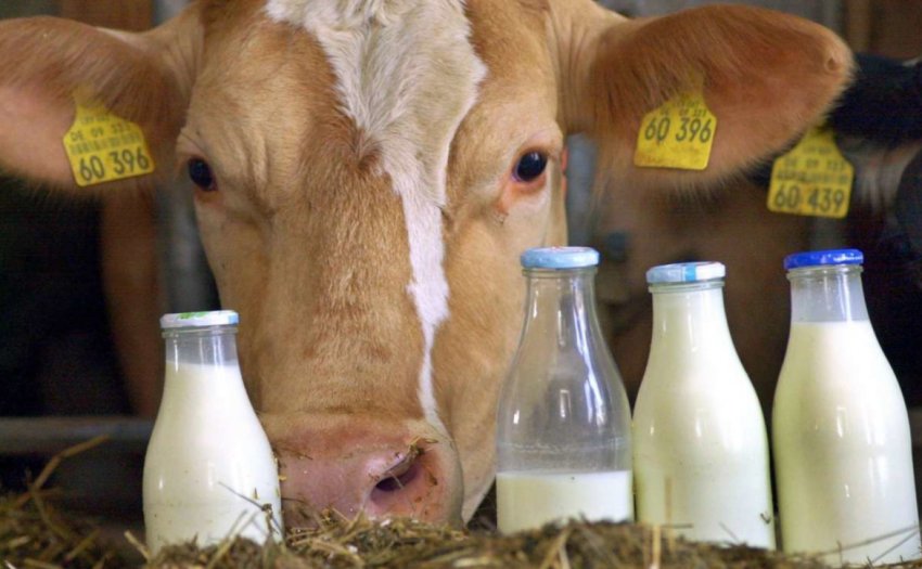 Виробництво молока в Україні