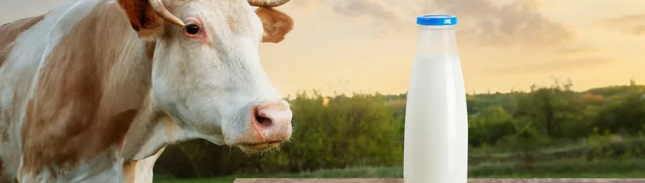 Виробництво українського молока опинилося під загрозою