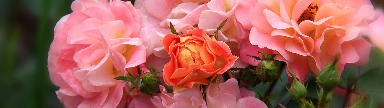 Поліантові троянди: опис, особливості вирощування та догляду