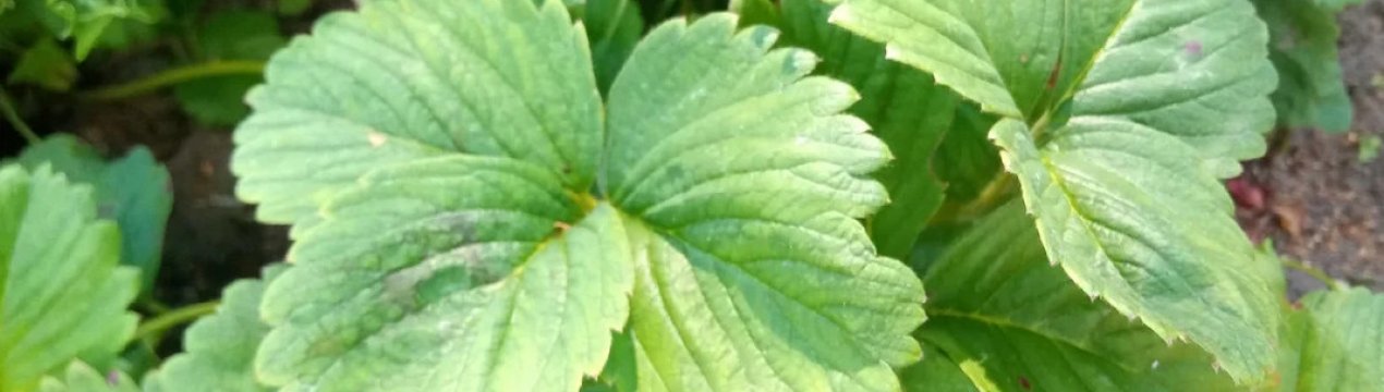 Листя красиві, а ягід немає. Чому не плодоносить полуниця?