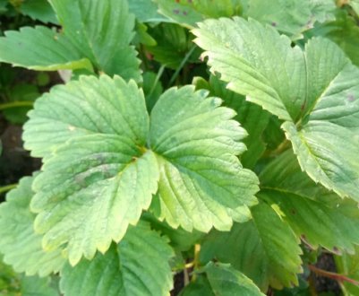 Листя красиві, а ягід немає. Чому не плодоносить полуниця?